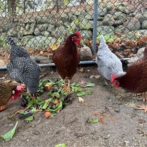 Meet your Posher, Hunter